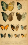 Pilodeudorix
