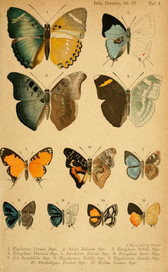 Pilodeudorix (Род)