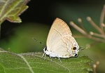 Sinthusa