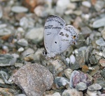 Подтриба:  Hypolycaenina

	Chliaria