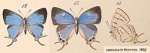 Hemiolaus