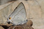 Hypolycaena