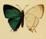Etesiolaus