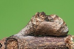 Tajuria