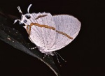 Подтриба:  Oxylidina

	Oxylides