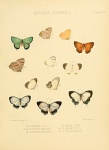 Syrmoptera