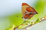 Amblopala