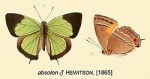 Austrozephyrus