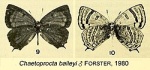Chaetoprocta