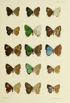 Howarthia