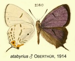 Saigusaozephyrus