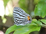 Yamamotozephyrus