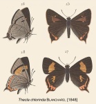 Pseudalmenus