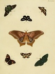 Pyrrhiades