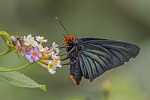 Pyrrhochalcia