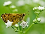 Подсемейство: Hesperiinae

	Триба: Ampittiini

	Ampittia