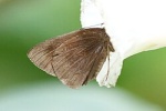Триба: Ancistroidini

	Ancistroides