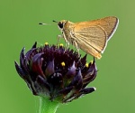 Atrytone