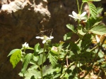 Atrytonopsis