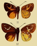 Ceratrichia