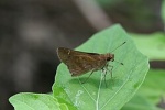 Lerema