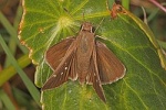 Lerodea