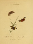 Lychnuchus