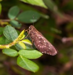 Naevolus