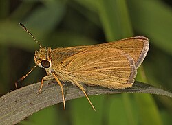 Nastra (Род)