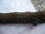 Perrotia