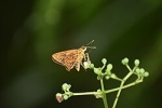 Pyroneura