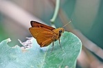 Rhabdomantis