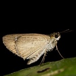 Suada