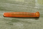 Suastus