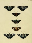 Thracides