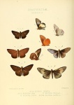 Tiacellia