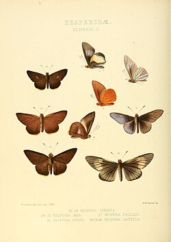 Tiacellia (Род)