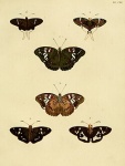Xeniades