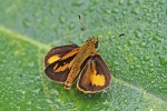 Zariaspes