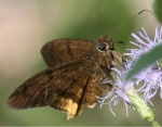 Astraptes