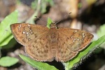 Cogia