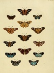 Cyclosemia