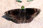 Gorgopas