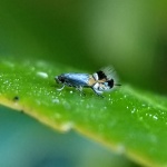 Coptodisca