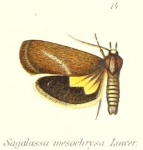 Miscera