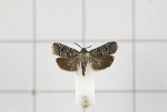 Nigilgia