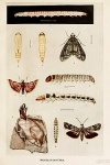 Phycodes