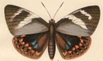 Castnia