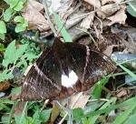 Castniomera
