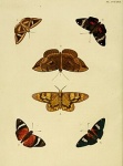 Feschaeria